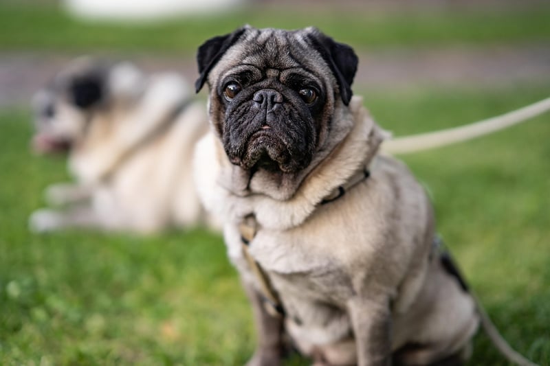 Pug Image